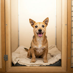 Is it Cruel to Leave a Dog in a Kennel? Ensuring a Positive Experience?