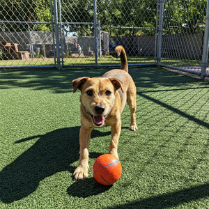 Is it OK to put your dog in boarding kennels?