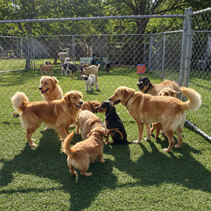 Should small dogs play with Large dogs?