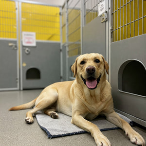 What do dogs do while boarded at a kennel?