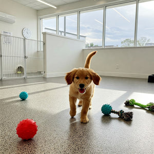 What does it mean when a dog is boarding?