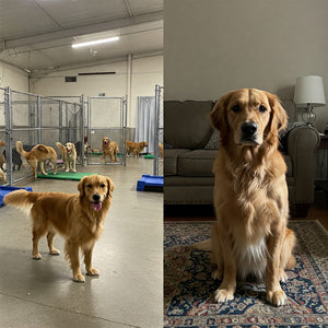 Where do people leave their dog when they go on away?