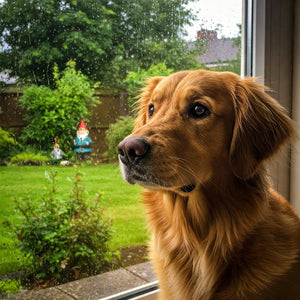 Will my dog be OK for 10 hours alone?