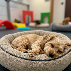 Do dogs sleep at dog daycare?