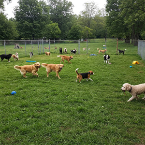 How often should a dog go to daycare?