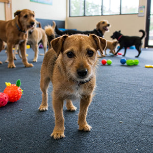 Is doggy daycare stressful for dogs?