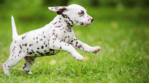 Dog running and enjoying her time at Kennel Club Boarding Dog Daycare, offering safe and fun dog daycare services