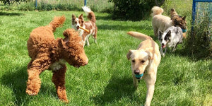 Group of dogs of various breeds and sizes playing together happily at dog daycare, in a fenced and safe play pen.