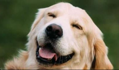 Dog smiling at Kennel Club Boarding, Ottawa, near Barrhaven, Manotick and Kanata